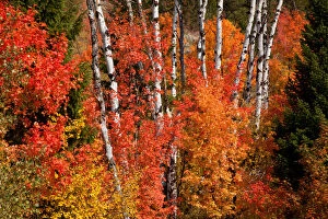 Larry Gallery: Red Maple (Acer rubra) and aspens (Populus)