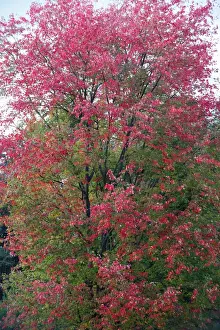 Maples Prints: Red Maple - autumn - Hessen - Germany
