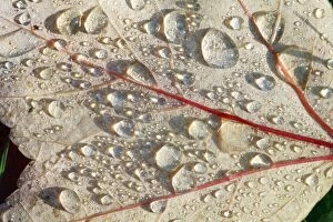 Red Maple - leaf with dew drops - autumn