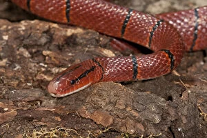 Images Dated 2nd June 2010: Red Mountain Racer, Oreocryptophis porphyraceus