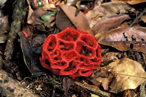 Images Dated 7th February 2014: Red Mushroom / Fungi