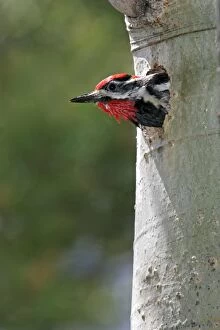 Images Dated 3rd July 2005: Red-naped Sapsucker