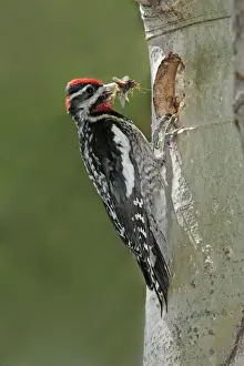 Red-naped Sapsucker