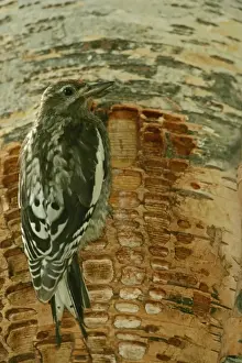 Sapsucker Prints: Red-naped Sapsucker -Juvenile perched on tree trunk where rows of shallow holes have been drilled in the tree bark over