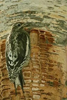Red-naped Sapsucker - Juvenile perched on trunk where rows of shallow holes have been drilled in the tree bark over a