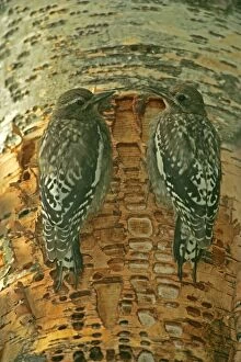 Red-naped Sapsucker - Juveniles perched on tree trunk where rows of shallow holes have been drilled in the tree bark