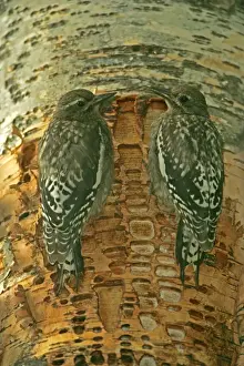 Sapsucker Prints: Red-naped Sapsucker -Juveniles perched on tree trunk where rows of shallow holes have been drilled in the tree bark