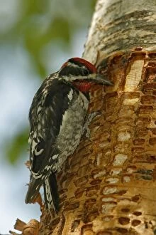 Red-naped Sapsucker - Perched on tree trunk where rows of shallow holes have been drilled in the tree bark over a
