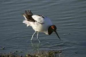 Red-necked Avocet Feeding Alice Springs sewage ponds. Northern Territory, Australia