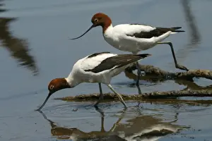 Red-necked Avocets Feeding Near Sewage Ponds, Mt Isa, Queensland, Australia