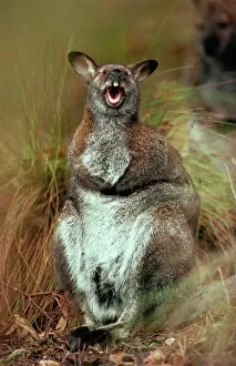 Red-necked / Bennett s Wallaby - With mouth open