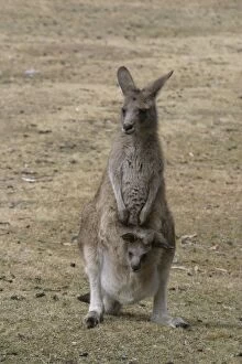Red-necked / Bennetts WALLABY - Adult with young in pouch