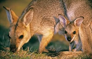 Red-necked / Bennetts wallaby - mother and joey