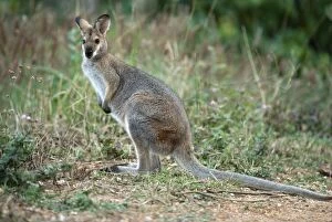 Red-necked / Bennetts WALLABY - Standing in grass