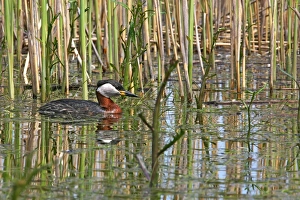 Images Dated 19th April 2004: Red-necked Grebe. Bulgaria