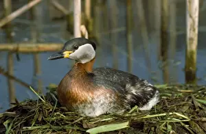 Grebes Prints: Red-necked Grebe - on nest