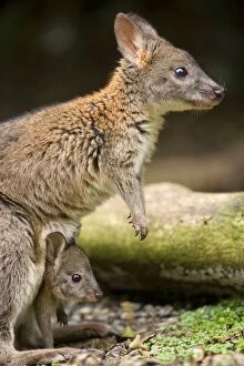 Red-necked Pademelon - adult female with joey in its pouch