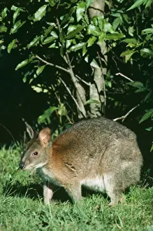 Wallabies Prints: Red-necked Pademelon JPF 6854 Rainforest