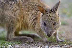Red-necked Pademelon - portrait of an adult