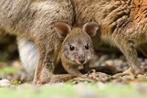 Red-necked Pademelon - portrait of a joey looking out between its mothers legs