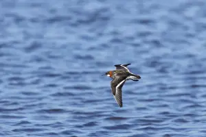 Phalarope Prints: Red-Necked Phalarope - Female in flight Loch of Funzie, Fetlar, Shetland, UK BI011079