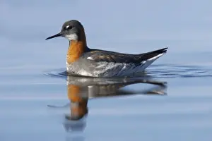 Red-Necked Phalarope - Female Loch of Funzie, Fetlar, Shetland, UK BI011077