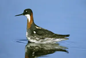 Phalarope Prints: Red-necked Phalarope - female Nome Alaska