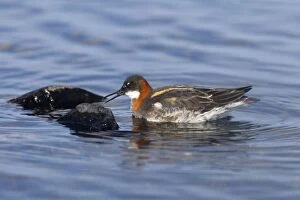 Red-Necked Phalarope - female searching for insects on rocks