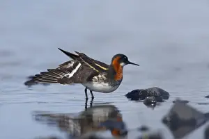 Red-Necked Phalarope - Female wing stretch Loch of Funzie, Fetlar, Shetland, UK BI011061