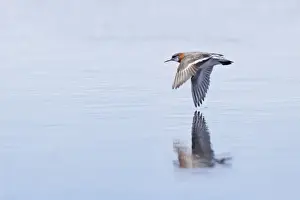 Phalarope Prints: Red-Necked Phalarope - In flight over water Loch of Funzie, Fetlar, Shetland, UK BI011020