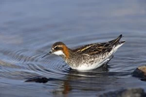 Shetland Island Collection: Red-Necked Phalarope - Male hunting for insects Loch of Funzie, Fetlar, Shetland, UK BI011099