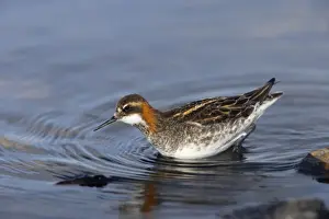 Phalarope Prints: Red-Necked Phalarope - Male hunting for insects Loch of Funzie