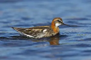 Phalarope Prints: Red-Necked Phalarope - Male Loch of Funzie, Fetlar, Shetland, UK BI011088