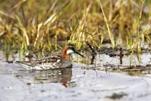 Red-necked Phalarope - in water