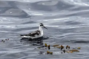 Phalarope Prints: Red-necked Phalarope - in water - British Colombia - Canada