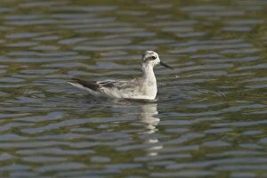 Images Dated 30th November 2005: Red-necked Phalarope - winter plumage. Photographed at Cocos (Keeling) Islands, Indian Ocean