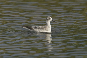 Images Dated 30th November 2005: Red-necked Phalarope - winter plumage. Photographed at Cocos (Keeling) Islands, Indian Ocean