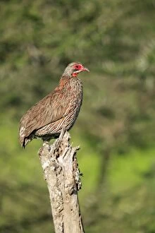 Red-necked Spurfowl / Francolin perched on a dead