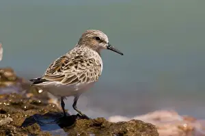 Red-necked Stint donning breeding plumage Stints are the smallest waders to migrate to Australia. They breed high in Russian and Siberian arctic regions and migrates to South-east Asia and Australasia