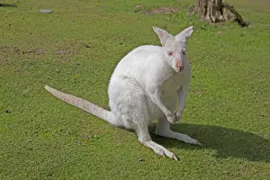 Macropus Prints: Red Necked Wallaby - Albino - Wildlife Park - Combe Martin - Devon - UK