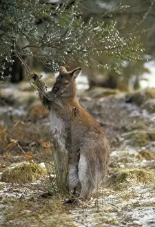 Wallabies Prints: Red-necked Wallaby / Bennett's Wallaby Australia - Marsupial - Browsing - The common large wallaby of the forests