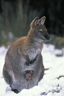 Endemic Prints: Red-necked Wallaby / Bennett's Wallaby - Australia - Marsupial - Mother