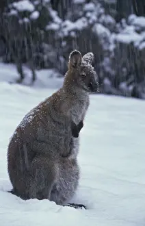 Red-necked Wallaby / Bennett's Wallaby - In snow. Australia - Marsupial - The common large wallaby of the forests of eastern Australia and Tasmania - Males grow up to 888 mm and 23. 7 kg - Essentially a grazing animal