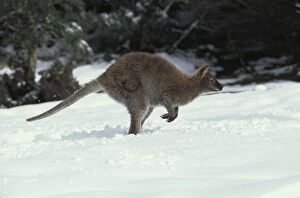 Red-necked Wallaby / Bennetts Wallaby - In snow