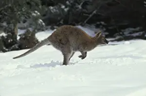 Red-necked Wallaby / Bennett's Wallaby - In snow. Australia - Marsupial - The common large wallaby of the forests of eastern Australia and Tasmania - Males grow up to 888 mm and 23. 7 kg - Essentially a grazing animal