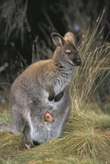 Pouch Prints: Red-necked Wallaby / Bennett's Wallaby - With young in pouch sticking head out
