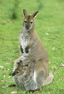 Red-necked Wallaby, (Macropus rufogriseus)