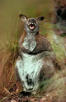 Endemic Prints: Red-necked Wallaby - With mouth open