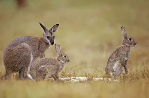 Wallabies Prints: Red-necked Wallaby - With Rabbits (Oryctolagus cuniculus cuniculus) - Croajingolong National Park
