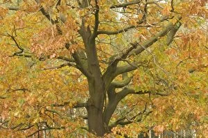 Images Dated 29th October 2006: Red oak